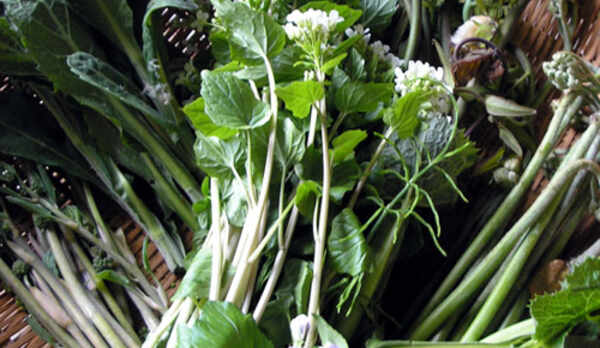 *春の恵みの山菜