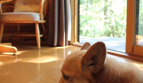 ワンちゃんと一緒に。