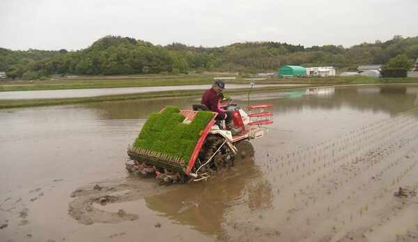 契約農家　伊藤さんの田植えの様子