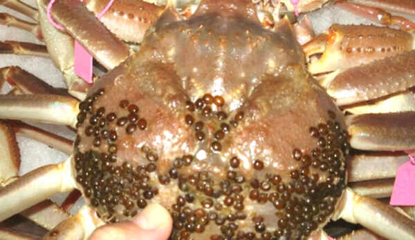 良型で身入りの良いカニだけを使用します。