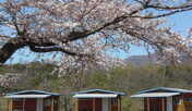 桜満開のコテージ
