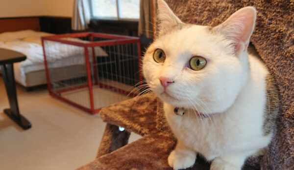 2部屋限定・ペットと一緒に泊まれるお部屋『ポチたまルーム』