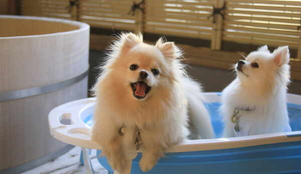 いい湯だワン♪