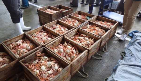 美味しいかにがたくさん揚がりました！