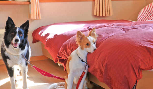 ＃大切な愛犬と過ごす機能的なツインルーム♪