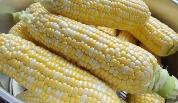 ・トウモロコシ収穫