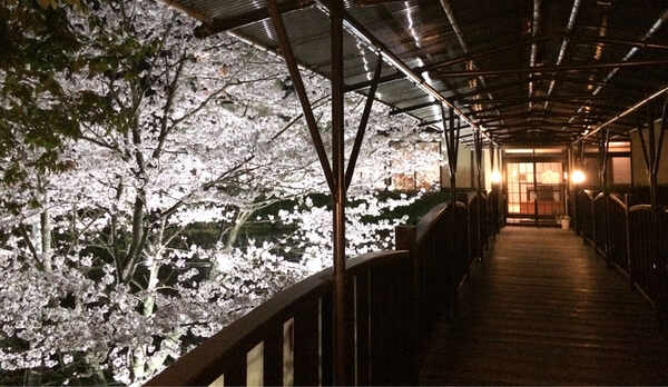 神代橋からの桜