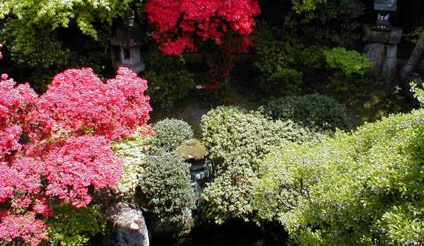 新緑と満開なツツジ