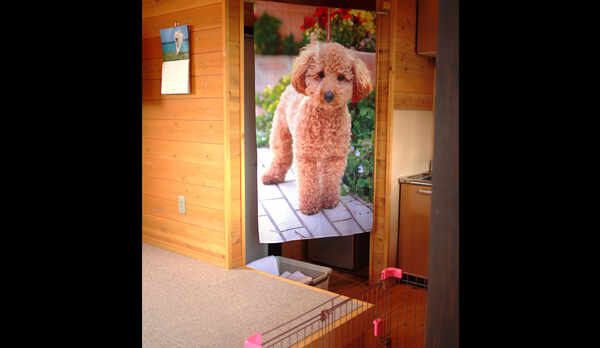 *【お部屋設備】お部屋は可愛いワンコのれんをくぐってから&hellip;