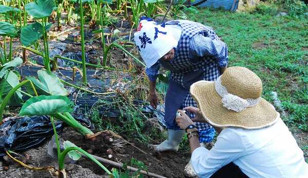 *【自家栽培の畑】