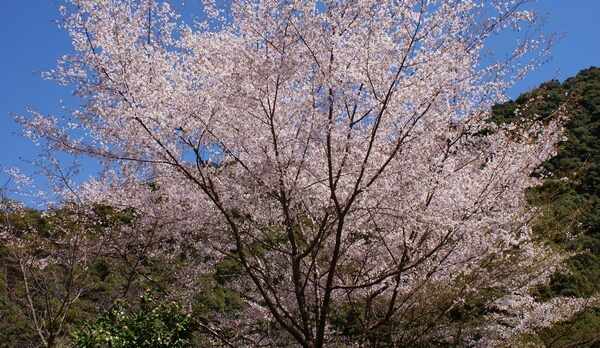もうすぐ春が・・・