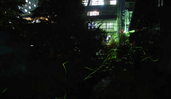 鹿教湯温泉湯端の蛍