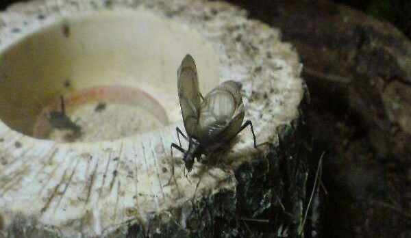 年中奏でる鈴虫の音色。