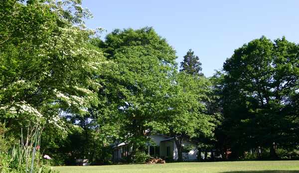 *【裏庭の芝生】スポーツやアウトドアが楽しめます☆