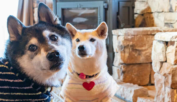 【ワンちゃん※イメージ】各種ワンちゃんグッズもご用意しております。