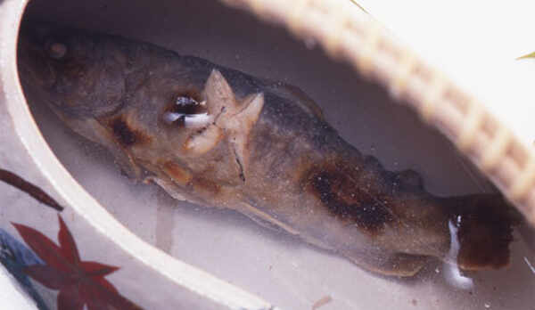 別注料理一例（要予約）