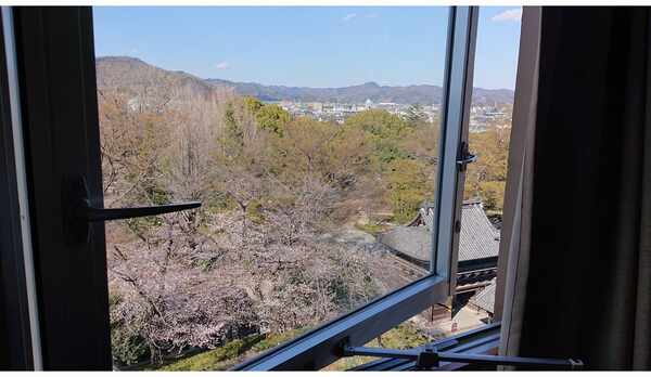 客室から眺める桜