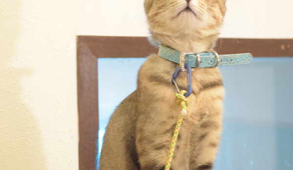 うらら♪の看板娘　LaLaちゃん