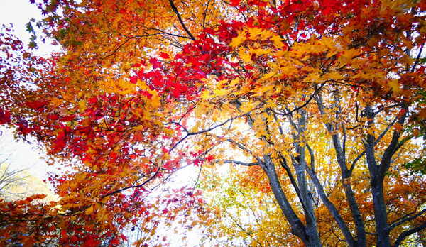 北軽井沢の紅葉