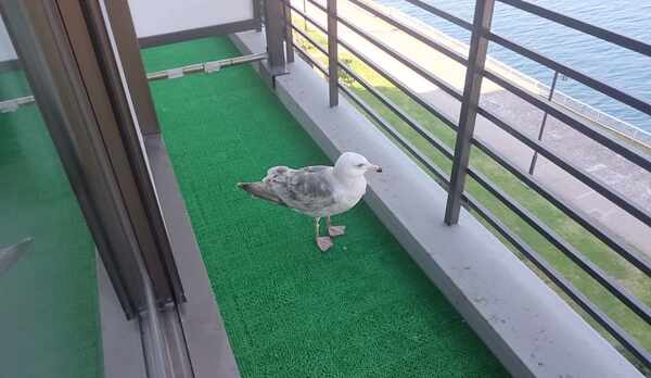 和室のベランダ