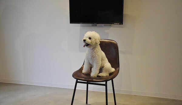 愛犬とご宿泊可能なトリプルルームです！お部屋の土間でわんこがくつろげます！