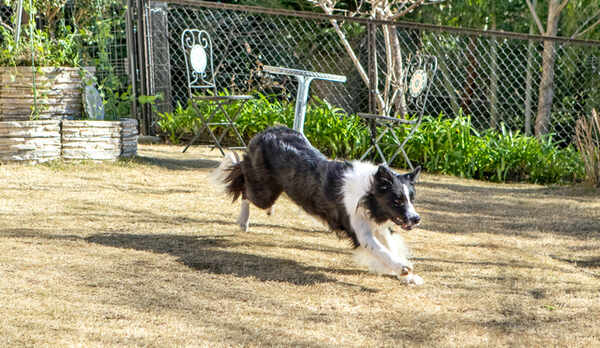 大型犬でもおもいっきり走り回れるドッグランも。