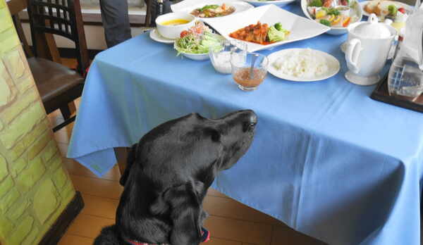 スタンダードの味わいプランにも魚肉のメイン２種付きです