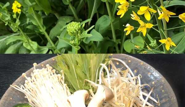 菜の花のしゃぶしゃぶ