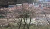桜が芽吹き始めました