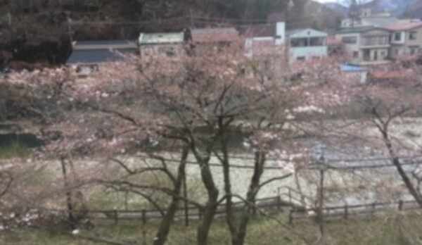 桜が芽吹き始めました