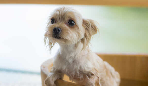 愛犬も温泉を楽しめる2