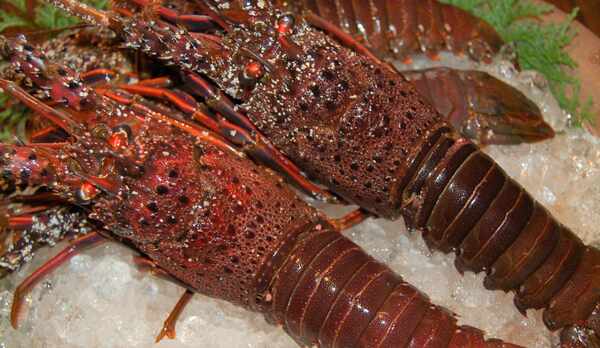 伊豆の三大味覚【プリッとした身の伊勢海老】