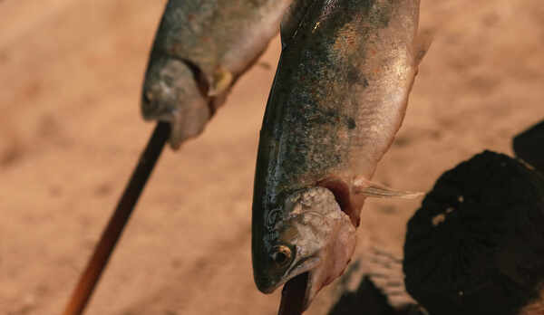 ヤマメ◆素朴な塩焼きで本来のうま味を引き出します