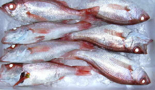 日本海産高級魚のどぐろ