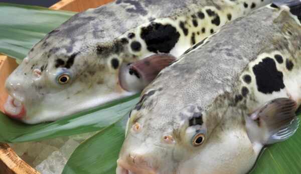 ■【料理】ふぐ