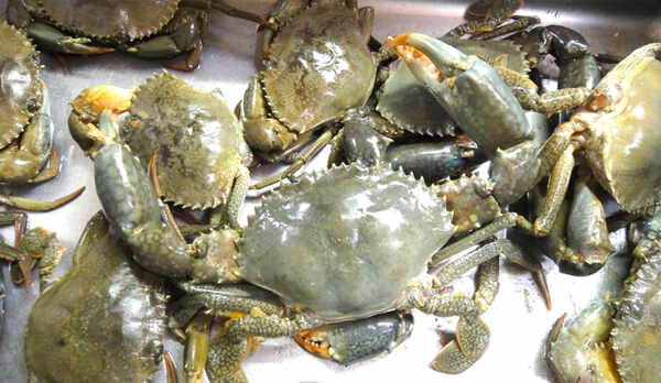 ・島ならではの食材・ノコギリガザミ