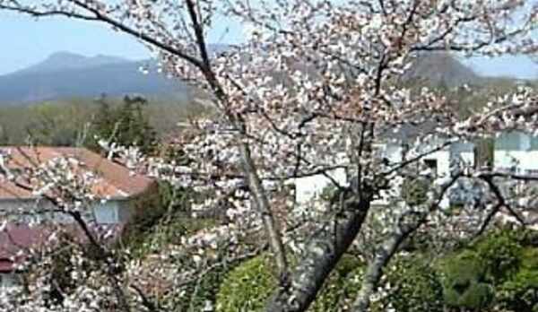 庭の桜