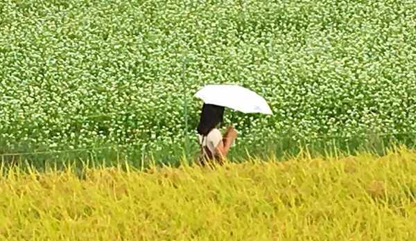 秋・当宿前の蕎麦畑一面に咲く白い蕎麦の花