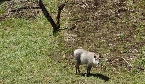 ニホンカモシカ