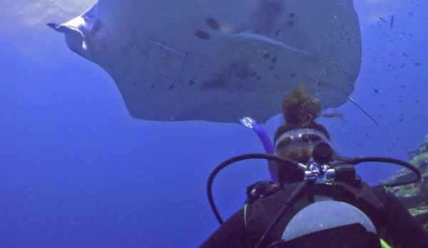 マンタと人近い