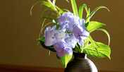 季節のお花