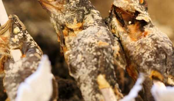 岩魚の塩焼き２　1時間以上じっくりと&hellip;