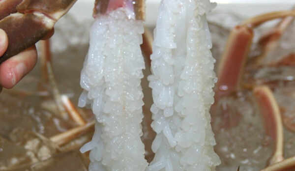 松葉がにの餅花造りかに刺しの一例。　餅花は活カニだけの特長です