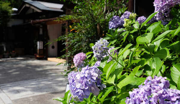 梅雨の時期でも目でみて楽しめる&rdquo;紫陽花&rdquo;