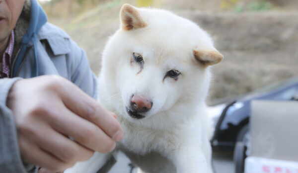 ワンちゃんも一緒に泊まれる宿です！