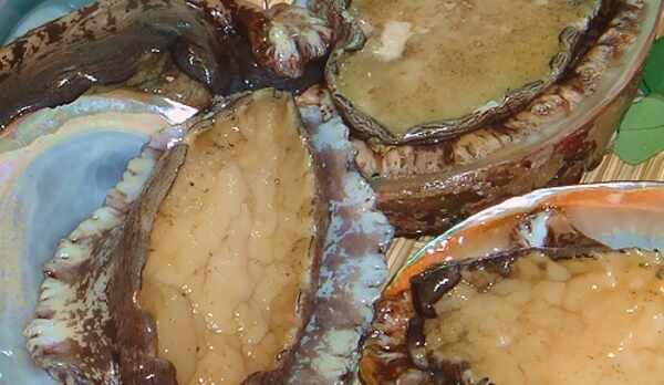 目の前の海で、獲れたてのあわび