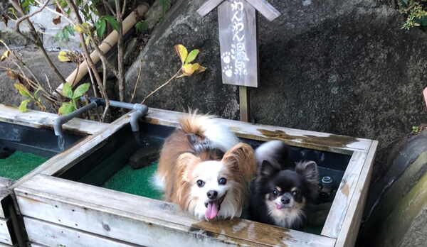 わんちゃん足湯 1600