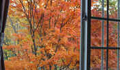 紅葉の時期の客室窓