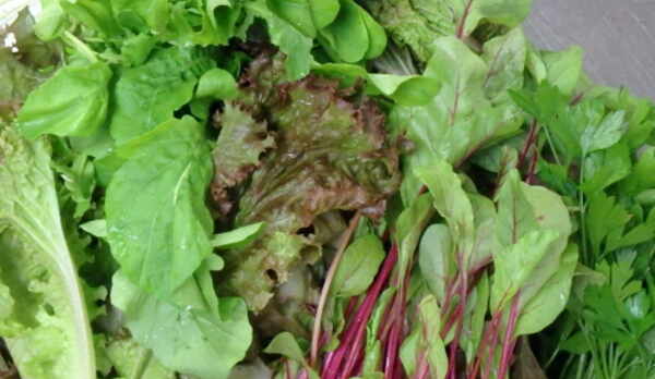 地物の水耕野菜 ルッコラ　デトロイト　グリーンスパン　デトロイト　イタリアンパセリ等の新鮮野菜を使用