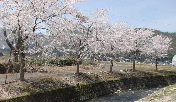 山側客室からの春の景色